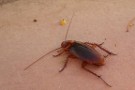 Cockroach At Villa, Playa Santiago